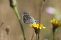 Common blue - (Polyommatus icarus) on a wildflower Royalty Free Stock Photo