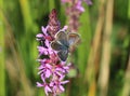 Common blue - (Polyommatus icarus) on a wildflower Royalty Free Stock Photo