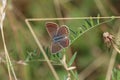 Common blue - (Polyommatus icarus) in a meadow Royalty Free Stock Photo
