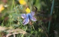 Common blue - (Polyommatus icarus) freshly hatched Royalty Free Stock Photo