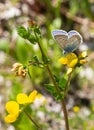 Common blue polyommatus icarus butterfly on a birdsfoot lotus corniculatus blossom