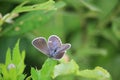 Common blue Polyommatus icarus butterfly female sitting on a meadow plant leaf. Royalty Free Stock Photo