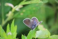 Common blue Polyommatus icarus butterfly female sitting on a meadow plant leaf. Royalty Free Stock Photo