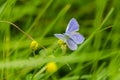 Common blue feeding in meadow