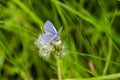 Common blue feeding in meadow