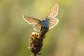 Common blue (Polyommatus icarus) resting Royalty Free Stock Photo