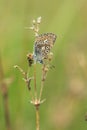 Common blue, Polyommatus icarus resting on dry plant Royalty Free Stock Photo