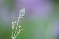 Common blue, Polyommatus icarus resting on dry plant Royalty Free Stock Photo