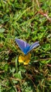 Common Blue, Polyommatus icarus on a yellow flower Royalty Free Stock Photo
