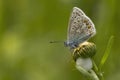 Common Blue resting on a oxeye daisy Royalty Free Stock Photo