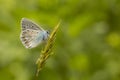 Common Blue resting Royalty Free Stock Photo