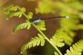 Common Blue-tailed Blue Damselfly Royalty Free Stock Photo