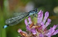 Common Blue Tailed Damselfly Royalty Free Stock Photo