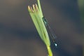 A common blue tailed damselfly resting on a leave Royalty Free Stock Photo