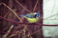 Common blue tit - Cyanistes caeruleus. Titmouse sitting on a branch in winter Royalty Free Stock Photo