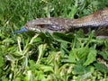 Common Blue Tongue Lizard - Portrait