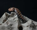 Common blue-tongued skink climbs with tongue out. Exotic pet crawls in studio on dark background. Tiliqua scincoides Royalty Free Stock Photo