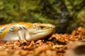 Common blue-tongued skink Tiliqua scincoides Royalty Free Stock Photo