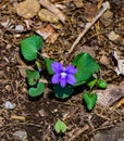 Common Blue Violet Royalty Free Stock Photo