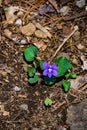 Common Blue Violet Royalty Free Stock Photo