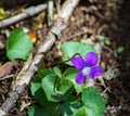 Common Blue Violet, Viola sororia Royalty Free Stock Photo