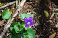 Common Blue Violet, Viola sororia Royalty Free Stock Photo