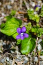 Common Blue Violet, Viola sororia Royalty Free Stock Photo