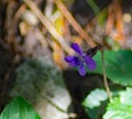Common Blue Violet, Viola sororia Royalty Free Stock Photo