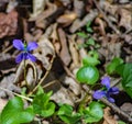 Common Blue Violet, Viola sororia Royalty Free Stock Photo