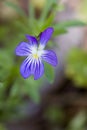 Common Blue Violet - Viola sororia