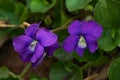 Two Common Blue Violets Ã¢â¬â Viola sororia