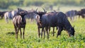 Common Wildebeest herd foraging on grass