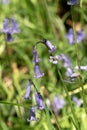 Common bluebell close up macro