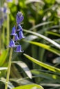 Common bluebell flower in bloom with blurred background and copy space