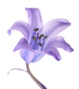Common bluebell flower