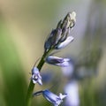 Common Bluebell flower macro