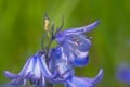 Common bluebell flower macro - Hyacinthoides non-scripta