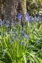 Common bluebell flowers in bloom growing in woodland with blurred background and copy space