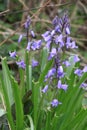 Common Bluebell growing in the wood