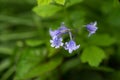 Common Bluebell, hyacinth non-scripta, with waterdrops close-up macro Royalty Free Stock Photo