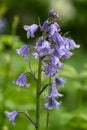 Common Bluebell, hyacinth non-scripta, with waterdrops close-up macro Royalty Free Stock Photo