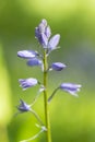 Common Bluebell, hyacinth non-scripta, with waterdrops close-up macro Royalty Free Stock Photo