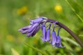 Common bluebell hyacinthoides non scripta flower