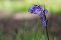 Common bluebell Royalty Free Stock Photo