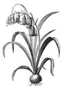 Common bluebell or Hyacinthoides non-scripta vintage engraving
