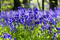 Common Bluebells; Hyacinthoides non-scripta