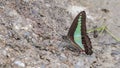 Common bluebottle Butterfly