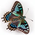 Common Bluebottle Graphium sarpedon Butterfly. Beautiful Butterfly in Wildlife. Isolate on white background