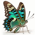 Common Bluebottle Graphium sarpedon Butterfly. Beautiful Butterfly in Wildlife. Isolate on white background