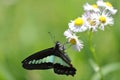 Common bluebottle swallowing the nectar of philadelphia fleabane